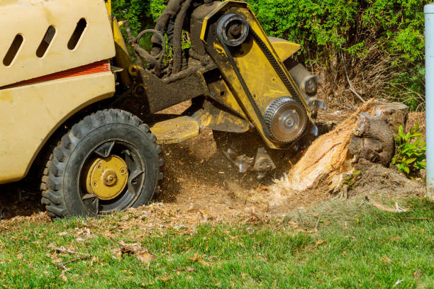 Best Tree Disease Treatment  in Piney, AR